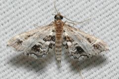 Diasemiopsis leodocusalis