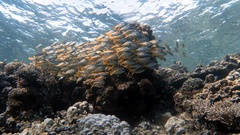 Mulloidichthys vanicolensis