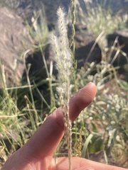 Digitaria californica
