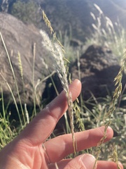 Digitaria californica