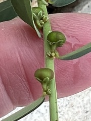 Phyllanthus evanescens