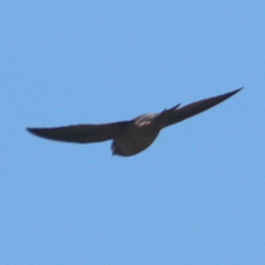 Hirundo rustica