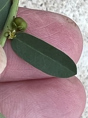 Phyllanthus evanescens