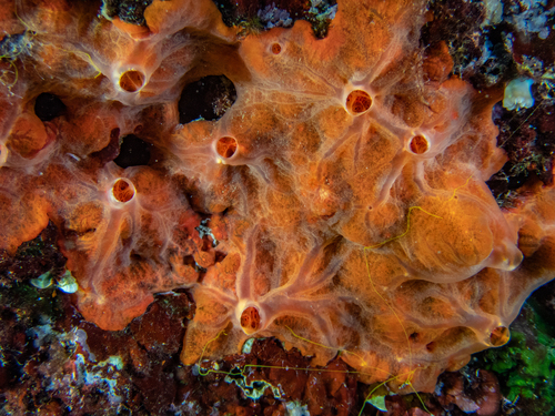 Oyster Sponge, photo 9 of 9