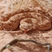 Arabian Horned Viper - Photo (c) abubakerma, some rights reserved (CC BY-NC)