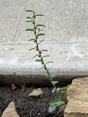 Phyllanthus evanescens