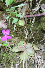 Pinguicula moranensis