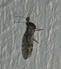 Plega dactylota
