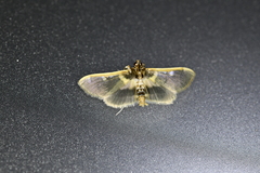 Apilocrocis