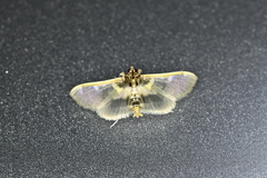 Apilocrocis