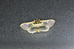 Apilocrocis