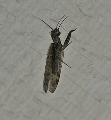 Plega dactylota