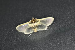 Apilocrocis