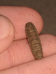 Hermetia illucens