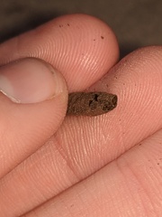 Hermetia illucens