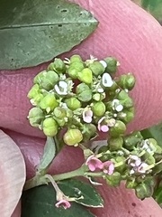 Euphorbia hypericifolia