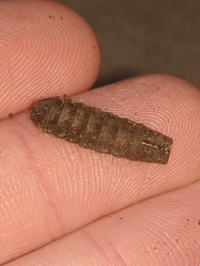 Hermetia illucens