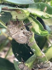 Diceroprocta viridifascia