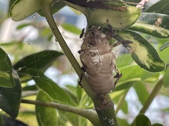 Diceroprocta viridifascia