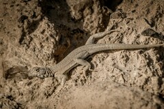 Microlophus theresioides