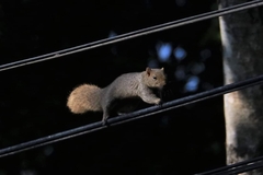 Callosciurus finlaysonii