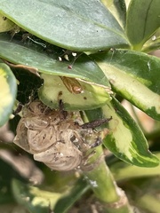 Diceroprocta viridifascia