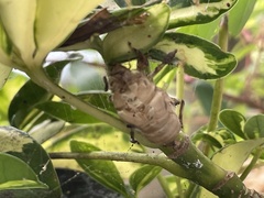 Diceroprocta viridifascia