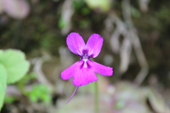 Pinguicula moranensis