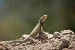 Microlophus theresioides