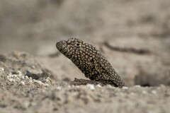 Microlophus theresioides