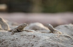 Microlophus theresioides