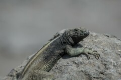 Microlophus quadrivittatus