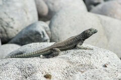 Microlophus quadrivittatus