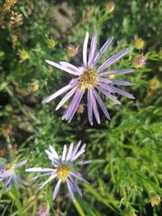 Aster altaicus