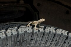 Microlophus theresioides