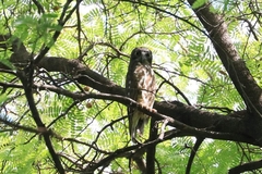 Ninox japonica