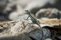 Microlophus quadrivittatus