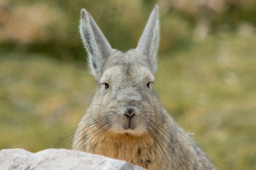 Mountain Viscacha, photo 2 of 9