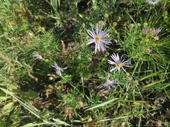 Aster altaicus