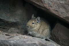 Octodon degus