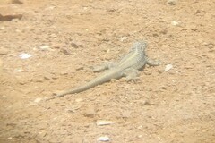 Microlophus quadrivittatus