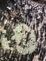 Hypogymnia austerodes