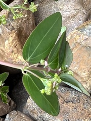 Euphorbia hypericifolia