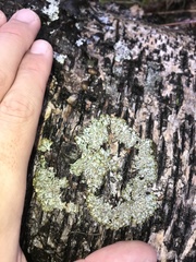 Hypogymnia austerodes