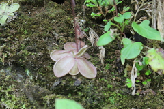 Pinguicula moranensis