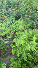 Tracheophyta