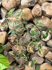 Euphorbia hypericifolia