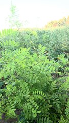 Tracheophyta