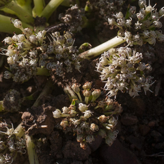 Arctopus monacanthus