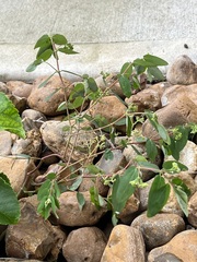 Euphorbia hypericifolia